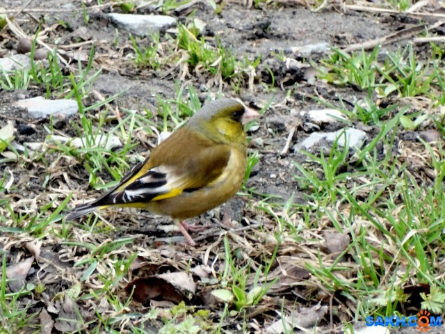 Китайская зеленушка

Просмотров: 737
Комментариев: 1