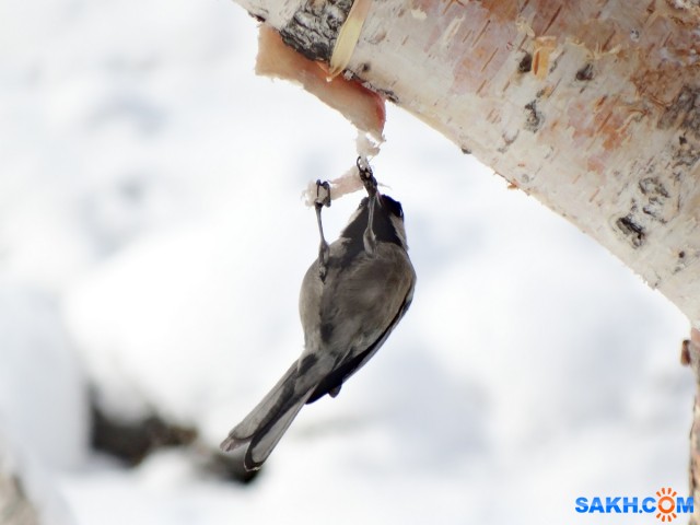 Воздушная гимнастка

Просмотров: 625
Комментариев: 0