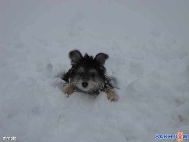 Хорошо в снегу валяться!
Фотограф: Maricha

Просмотров: 1667
Комментариев: 1