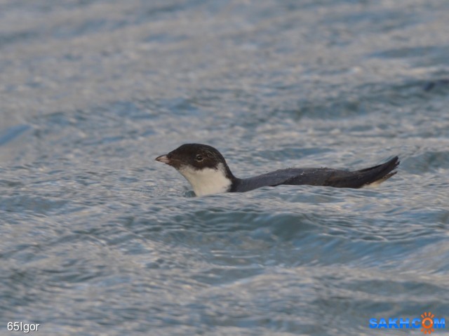 старик обыкновенный

Просмотров: 555
Комментариев: 0