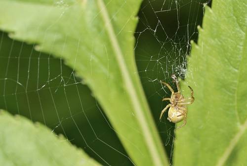 DSC07467
Фотограф: Сергей Буркацкий

Просмотров: 459
Комментариев: 0
