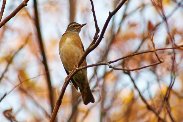 Оливковый дрозд
Фотограф: VictorV
Eyebrowed Thrush
Просмотров: 636
Комментариев: 0