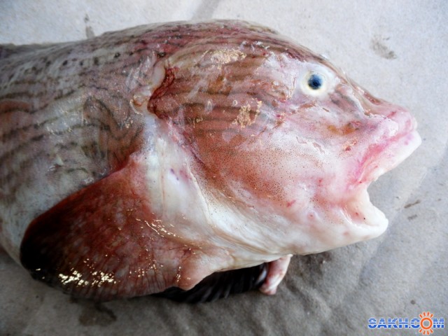 Морской слизень (липарис)    
Фотограф: 7388PetVladVik

Просмотров: 6829
Комментариев: 0