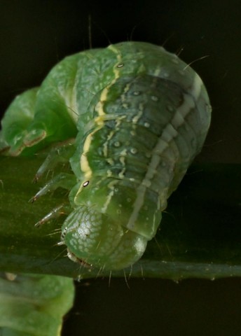 DSC01956
Фотограф: Сергей Буркацкий

Просмотров: 378
Комментариев: 0