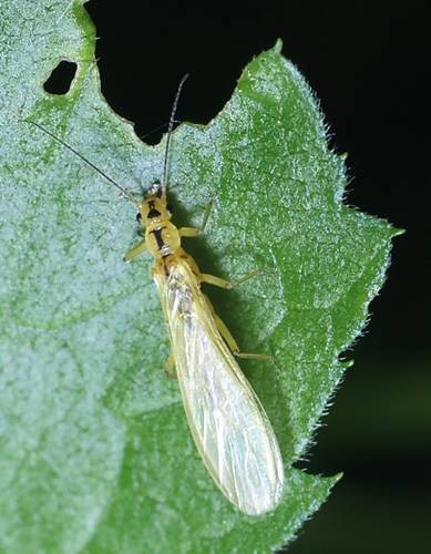 DSC07482
Фотограф: Сергей Буркацкий

Просмотров: 541
Комментариев: 0