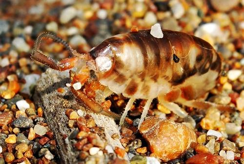 DSC02005
Фотограф: Сергей Буркацкий

Просмотров: 662
Комментариев: 1