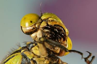 DSC06421
Фотограф: Сергей Буркацкий

Просмотров: 639
Комментариев: 0