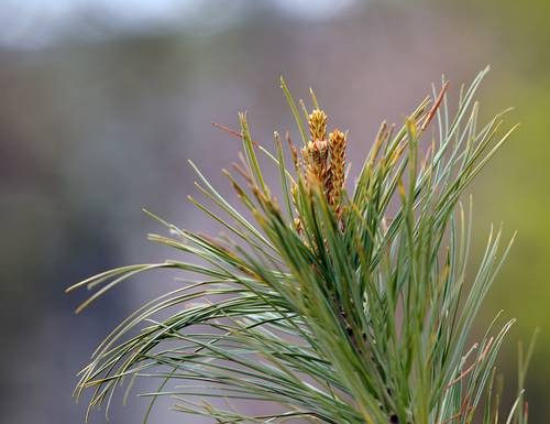DSC04900
Фотограф: Сергей Буркацкий

Просмотров: 446
Комментариев: 0