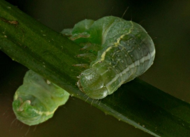 DSC01955
Фотограф: Сергей Буркацкий

Просмотров: 565
Комментариев: 0