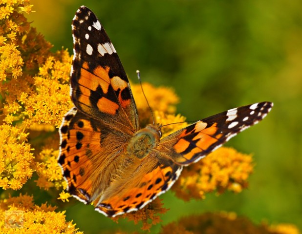 ***
Фотограф: Сергей Буркацкий

Просмотров: 945
Комментариев: 0