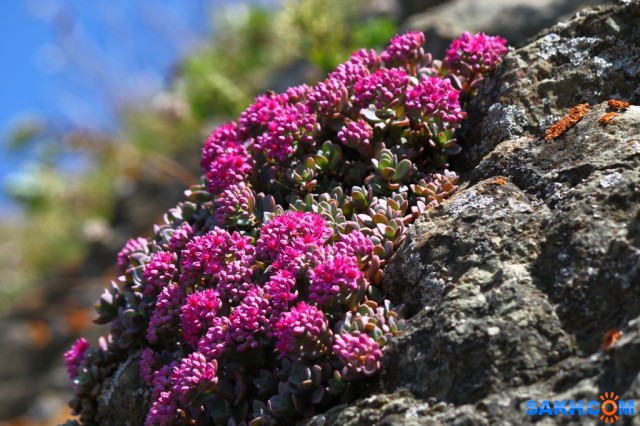 IMG_0822
Фотограф: vikirin

Просмотров: 1257
Комментариев: 0