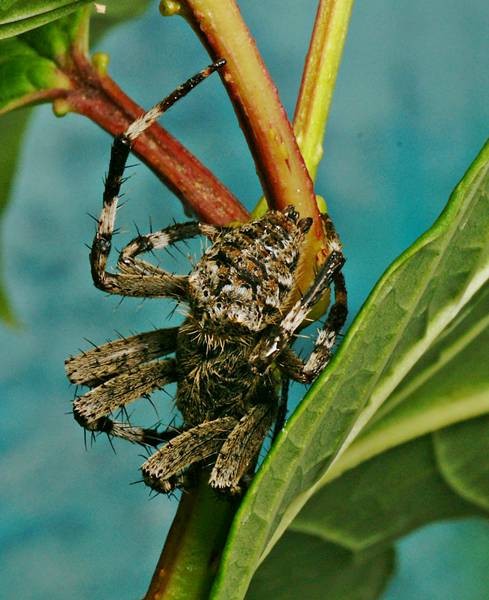 DSC02657
Фотограф: Сергей Буркацкий

Просмотров: 455
Комментариев: 0