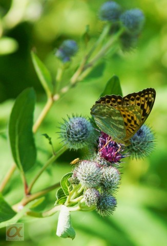 ***
Фотограф: Сергей Буркацкий

Просмотров: 704
Комментариев: 0