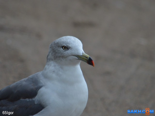 красноносая

Просмотров: 467
Комментариев: 0