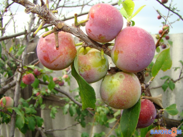 урожай-2009г.
Фотограф: demon-65

Просмотров: 1102
Комментариев: 0