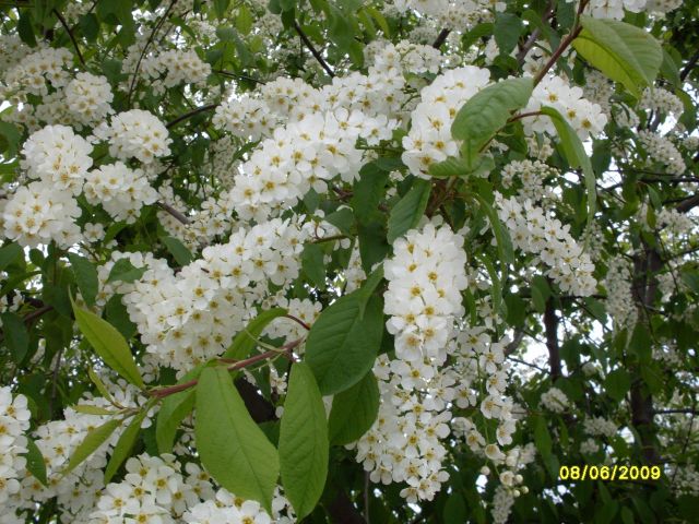 Веточка душистая
Фотограф: Maricha

Просмотров: 1545
Комментариев: 1