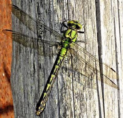 DSC04191
Фотограф: Сергей Буркацкий

Просмотров: 505
Комментариев: 0