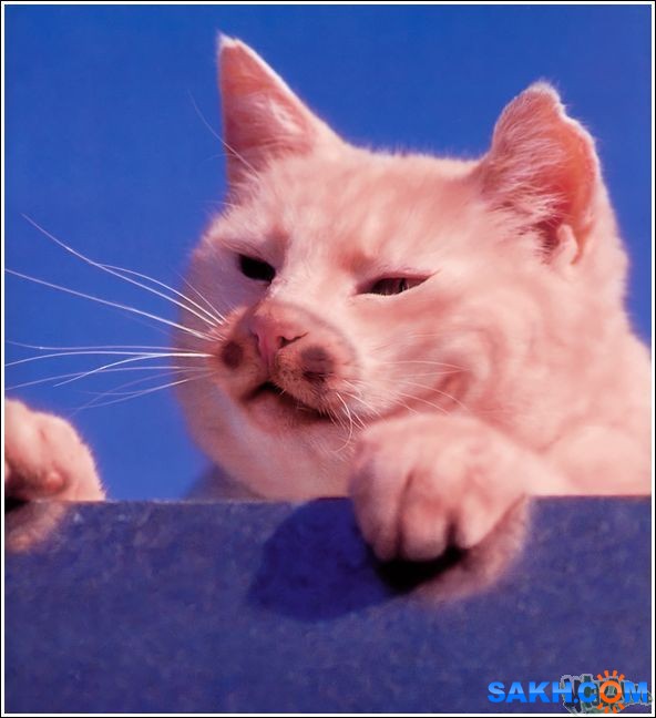 17
Фотограф: synthetic

Просмотров: 250
Комментариев: 0