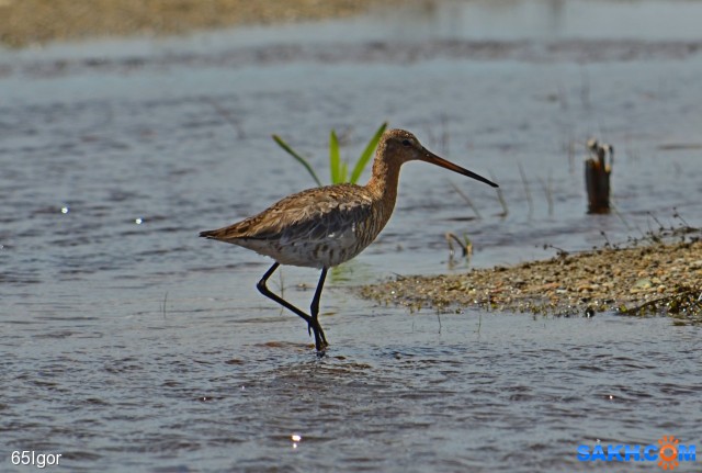 веретенник  большой

Просмотров: 888
Комментариев: 0