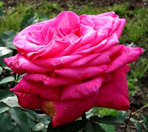 DSC00437
Фотограф: Сергей Буркацкий

Просмотров: 304
Комментариев: 0