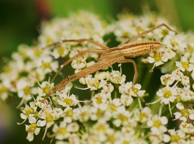 ***
Фотограф: Сергей  Буркацкий

Просмотров: 843
Комментариев: 0
