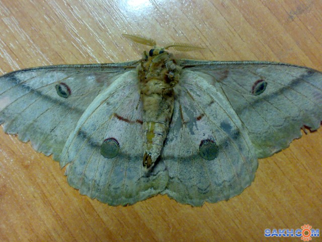 080920111926

Просмотров: 611
Комментариев: 0