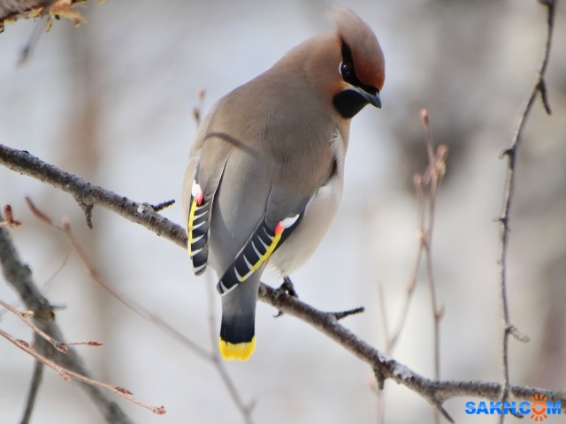 DSC02740_н

Просмотров: 543
Комментариев: 0