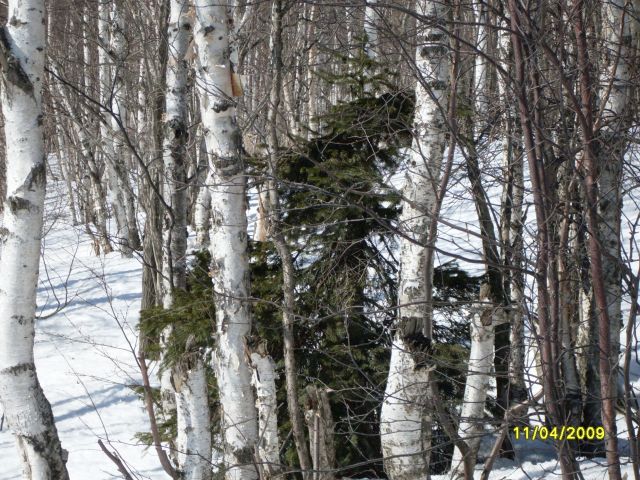 Окружили
Фотограф: Maricha

Просмотров: 7488
Комментариев: 0