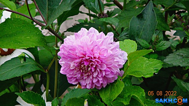 DSC01553