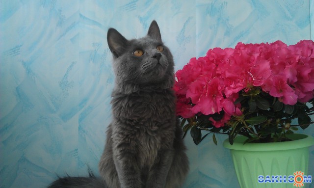 летний сад