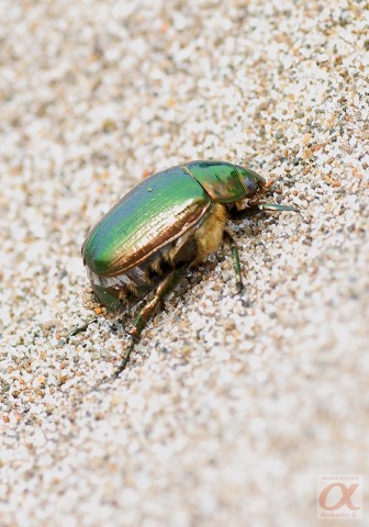 ***
Фотограф: Сергей Буркацкий

Просмотров: 940
Комментариев: 0