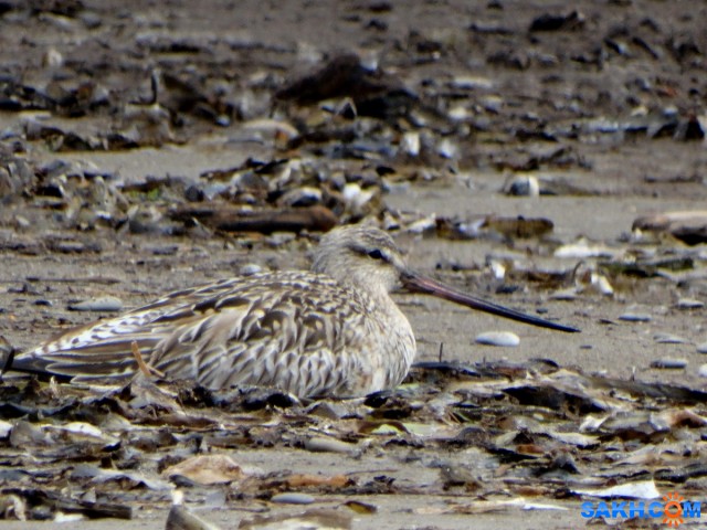 DSC05187_н
Малый веретенник
Просмотров: 360
Комментариев: 0