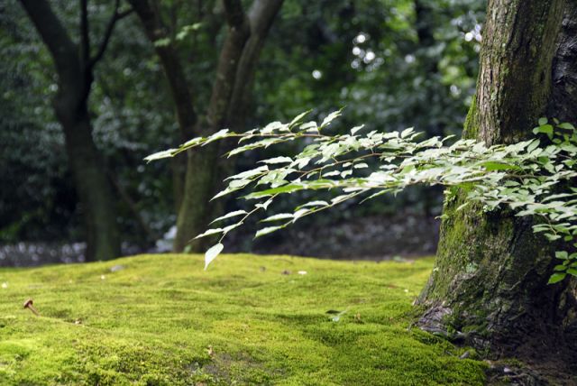 сады киото
Фотограф: marka
киото 2007

Просмотров: 1058
Комментариев: 0