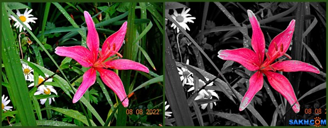 MyCollages