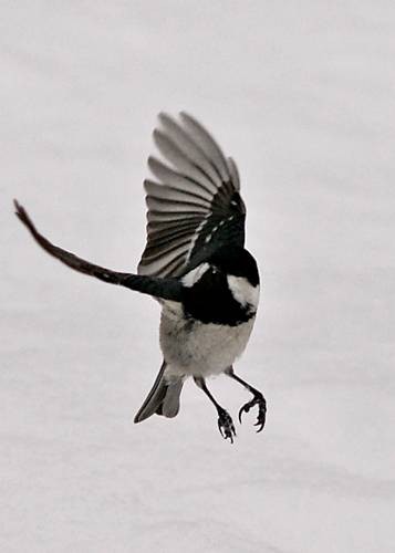 Фото 1137
Фотограф: Сергей Буркацкий

Просмотров: 565
Комментариев: 0