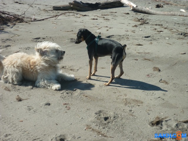 Кузя и Барбос