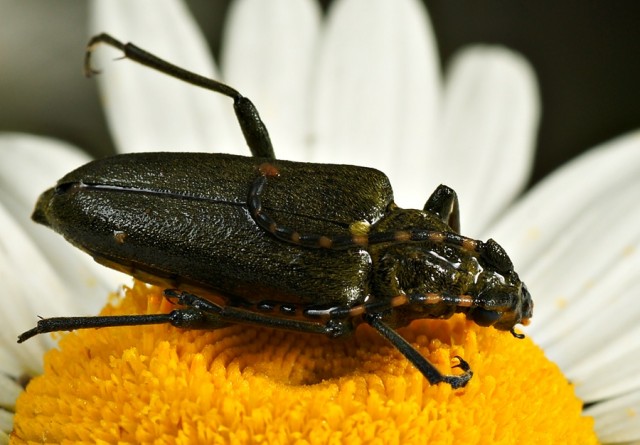 DSC01724
Фотограф: Сергей Буркацкий

Просмотров: 442
Комментариев: 0