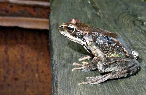 DSC03511
Фотограф: Сергей Буркацкий

Просмотров: 439
Комментариев: 0