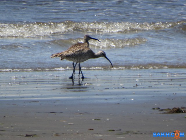 DSC06303_н
Средний кроншнеп
Просмотров: 316
Комментариев: 1