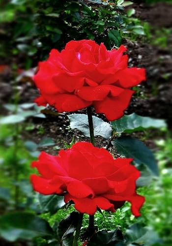 DSC00433
Фотограф: Сергей Буркацкий

Просмотров: 418
Комментариев: 0