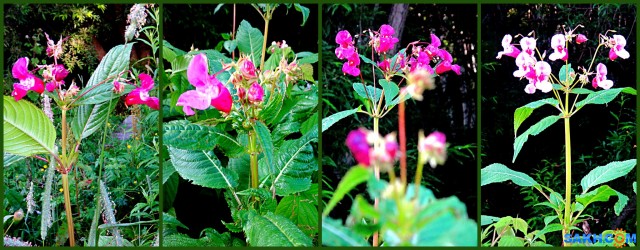 MyCollages