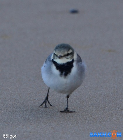 камчатская трясогузка

Просмотров: 526
Комментариев: 0