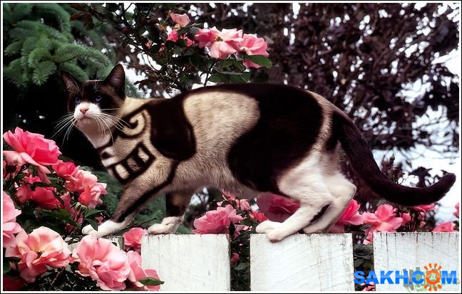 14
Фотограф: synthetic

Просмотров: 210
Комментариев: 0