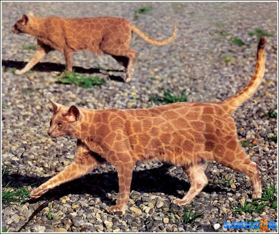 16
Фотограф: synthetic

Просмотров: 216
Комментариев: 0