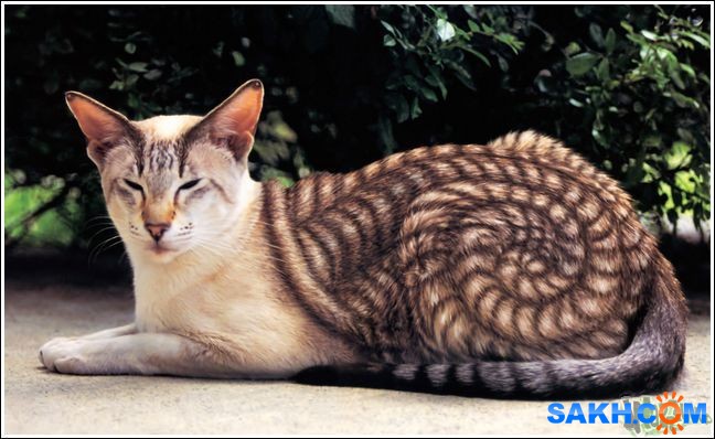 9
Фотограф: synthetic

Просмотров: 240
Комментариев: 0