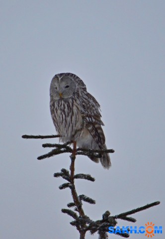 неясыть длиннохвостая
долинский р-н

Просмотров: 690
Комментариев: 0