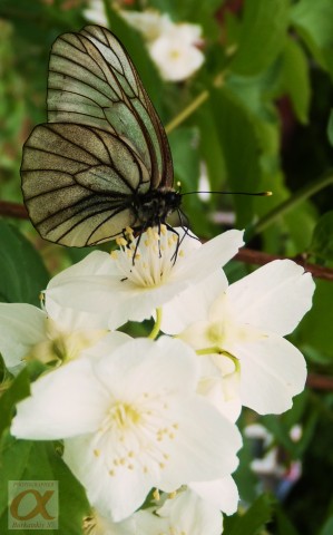 ***
Фотограф: Сергей Буркацкий

Просмотров: 698
Комментариев: 0