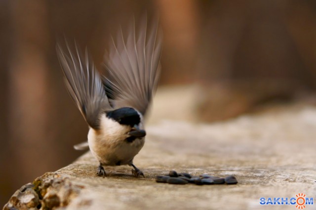 ***
Фотограф: Сергей Буркцкий

Просмотров: 1779
Комментариев: 4