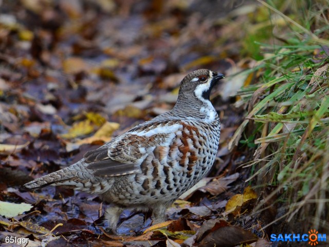 -рябчик

Просмотров: 971
Комментариев: 0