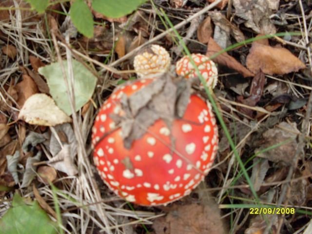 Мухомор
Фотограф: Maricha

Просмотров: 6973
Комментариев: 0